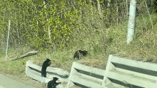 Black Bear Cubs Struggle to Get Up the Hill