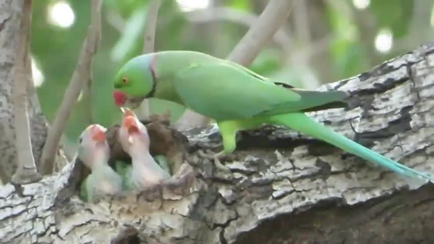 baby parrot talking video, baby parrot sound,baby parrot animals,animal world