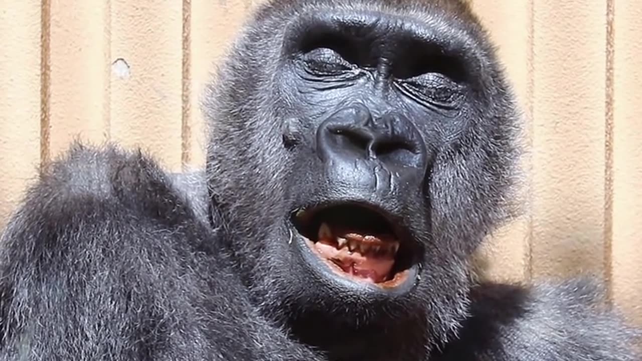 funny animals 😂 gorilla sleeping sound| rumble trending video 2023