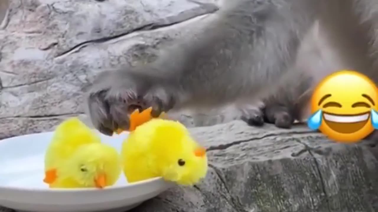 Animals funny video/monkey rabbit chicken all are playing