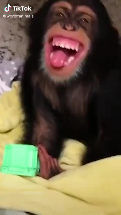 Rumble/video & monkey 🤣🤣🤣🦧