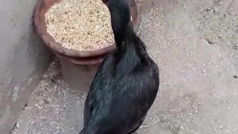 Jet black mushki aseel female