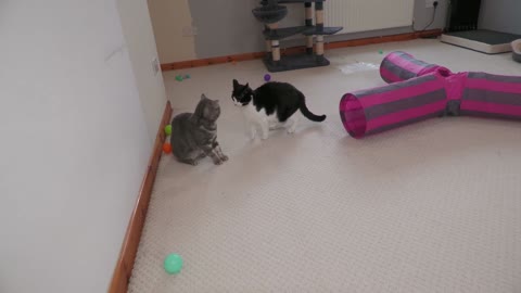 Cat Wrestling