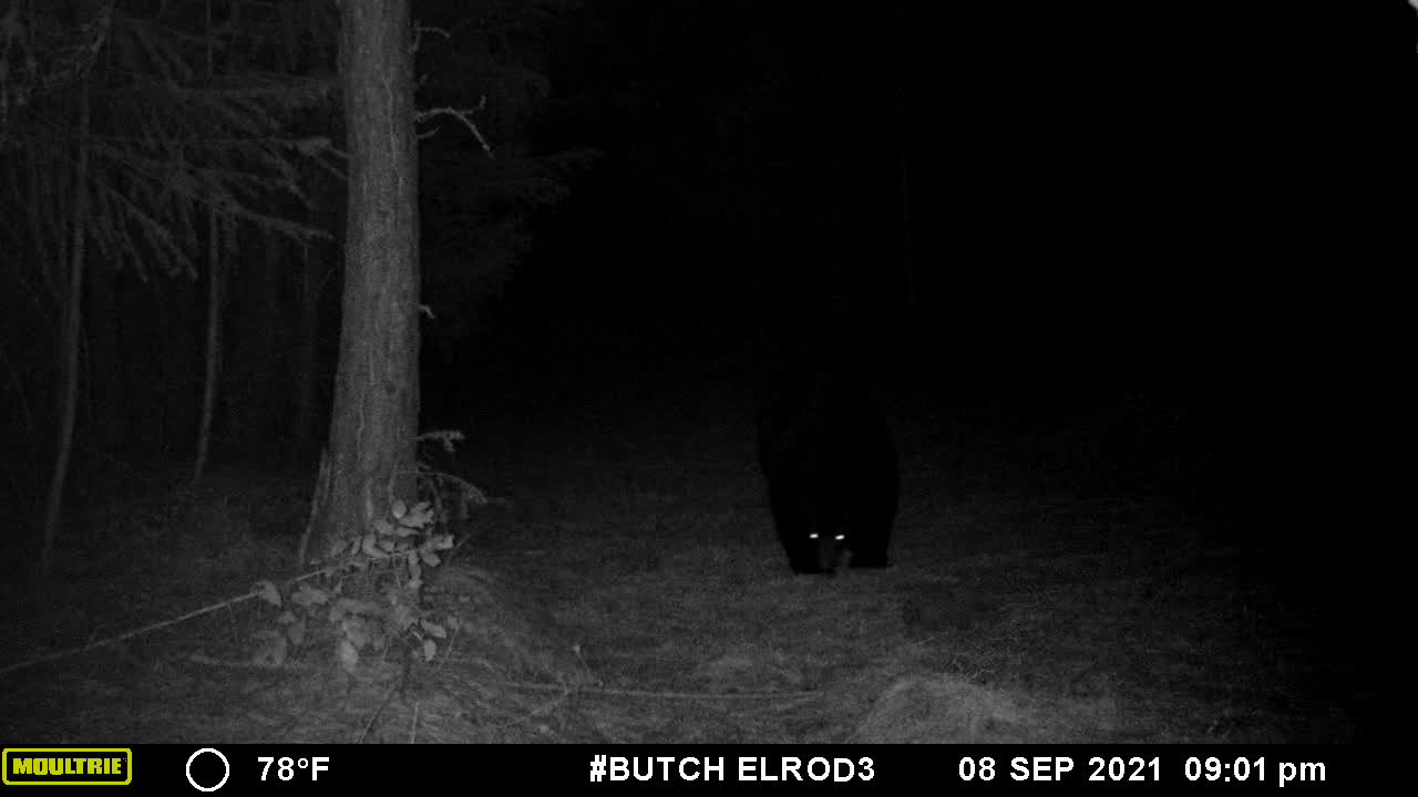 Black Bear