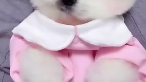 Funny and viral videos of cute little cat baby