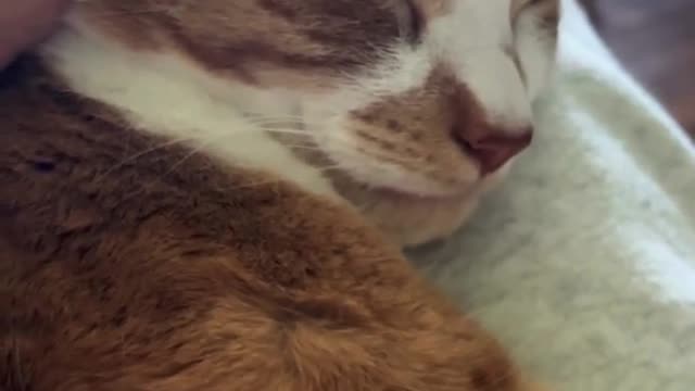 Cute purring sounds of the cat