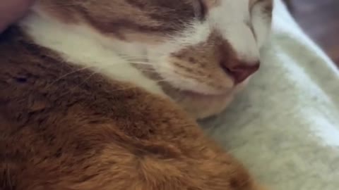 Cute purring sounds of the cat