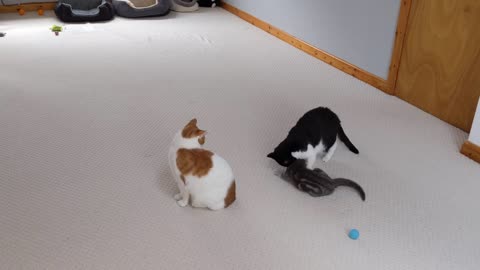 Cat Body Slams Kitten(1)