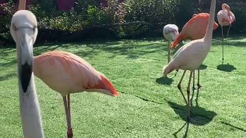 The long-legged flamingo