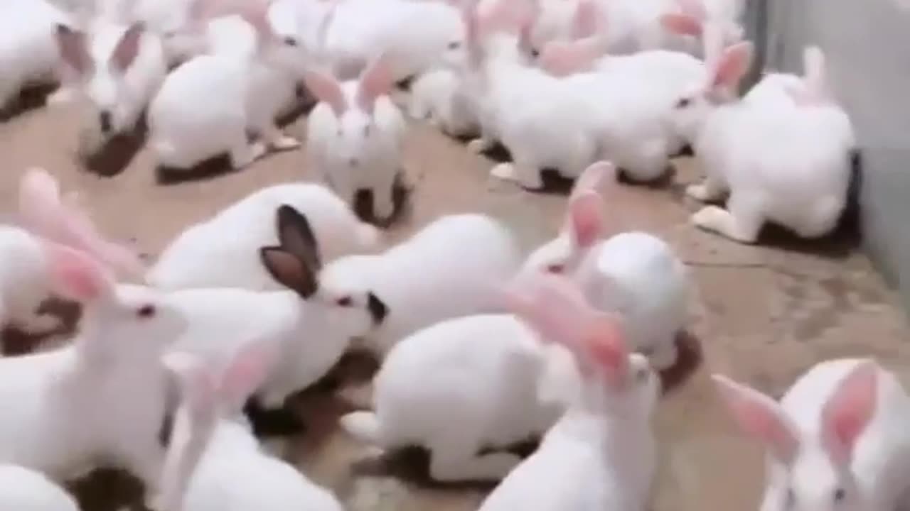 animal_funnyvideo