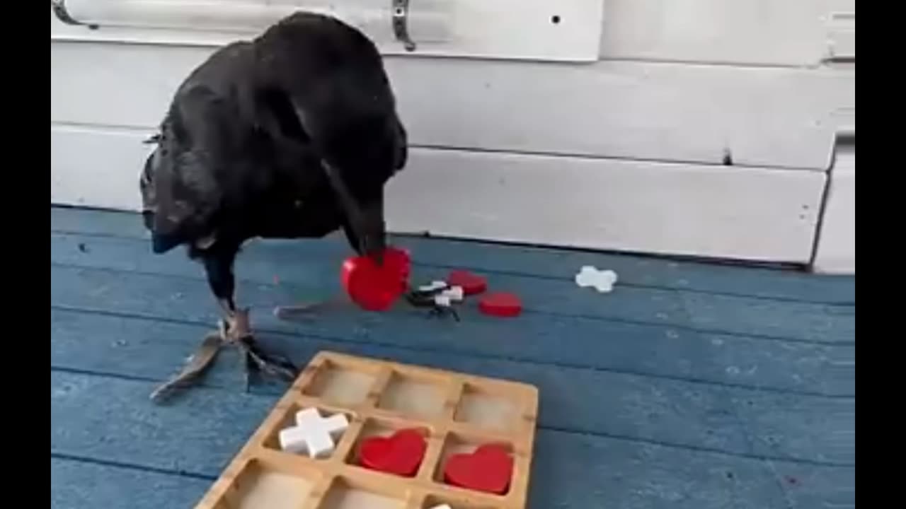 Smart crow 🧠