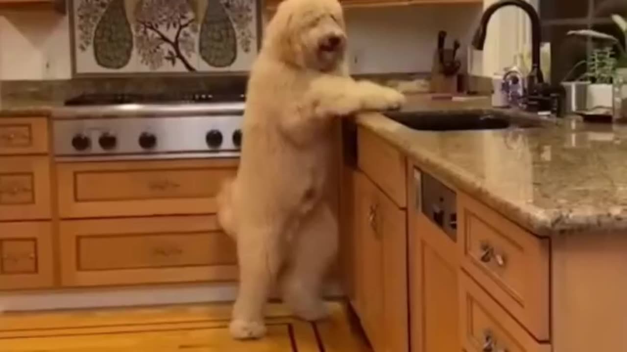 Funny animal compilation don't Lough 🤣