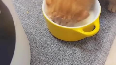 Cat in the milk bowl 🤭
