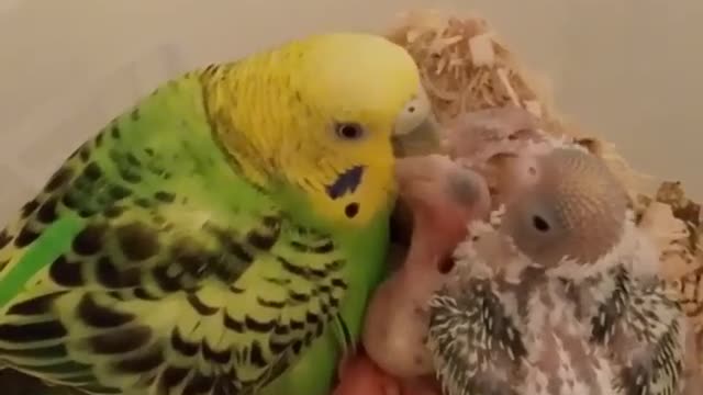 Parrot feeding food its baby . Wonderful scene