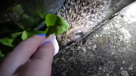 Penny Bunny Poisoning animals UK