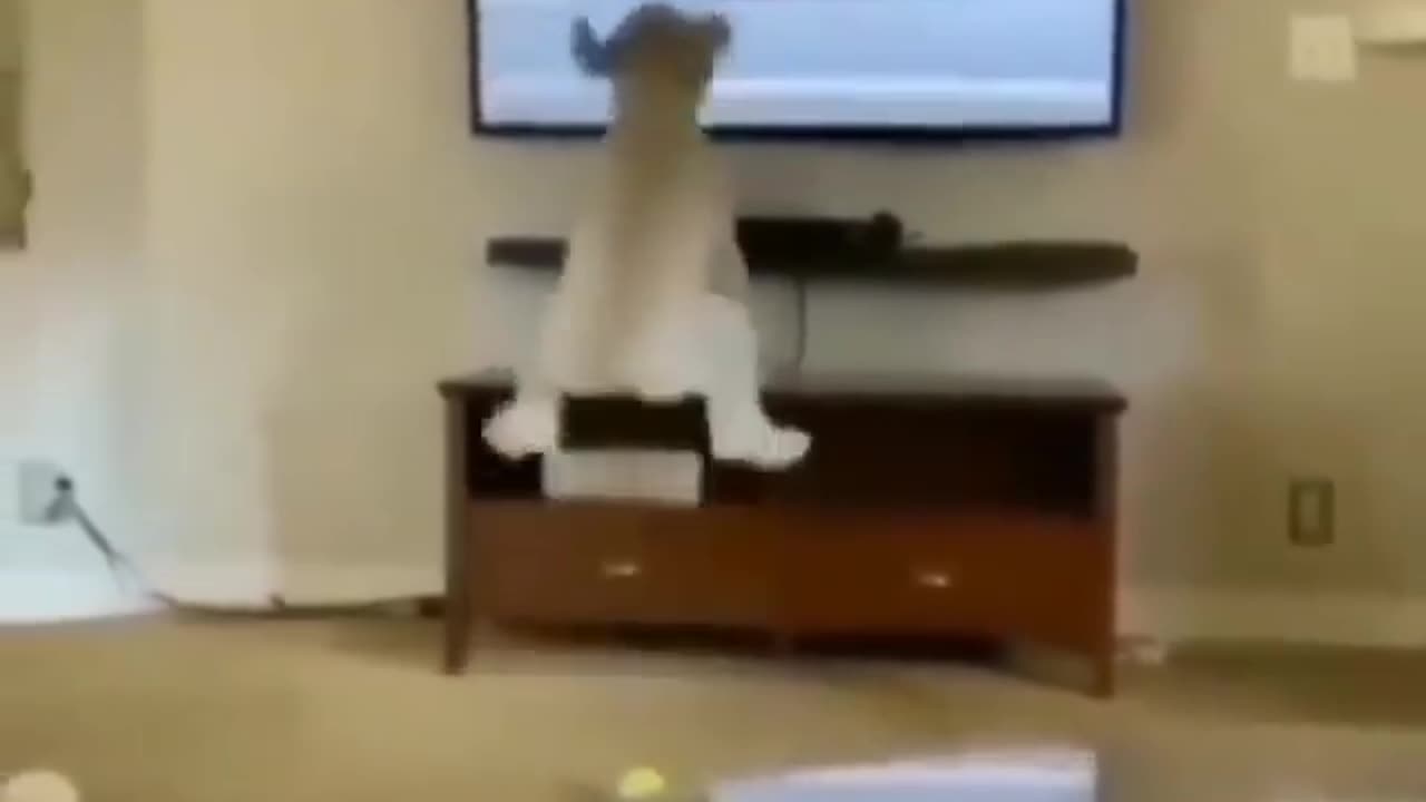 Dancing dog