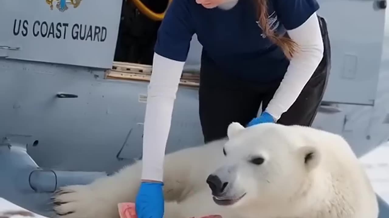 Rescued from a deadly net, the polar bear found hope thanks to kind volunteers