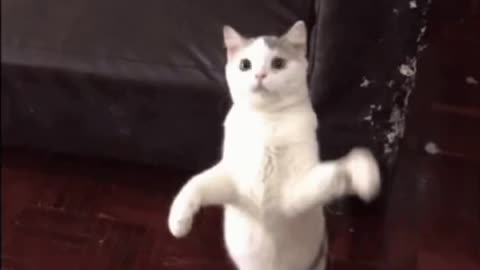 Cute Cat Gif