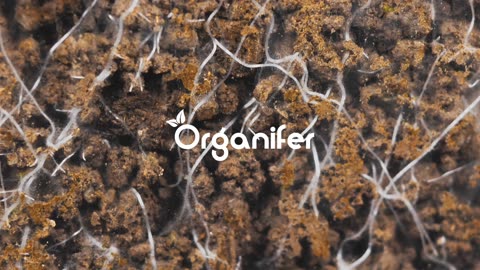 Soil Fungi Concentrate • Organifer