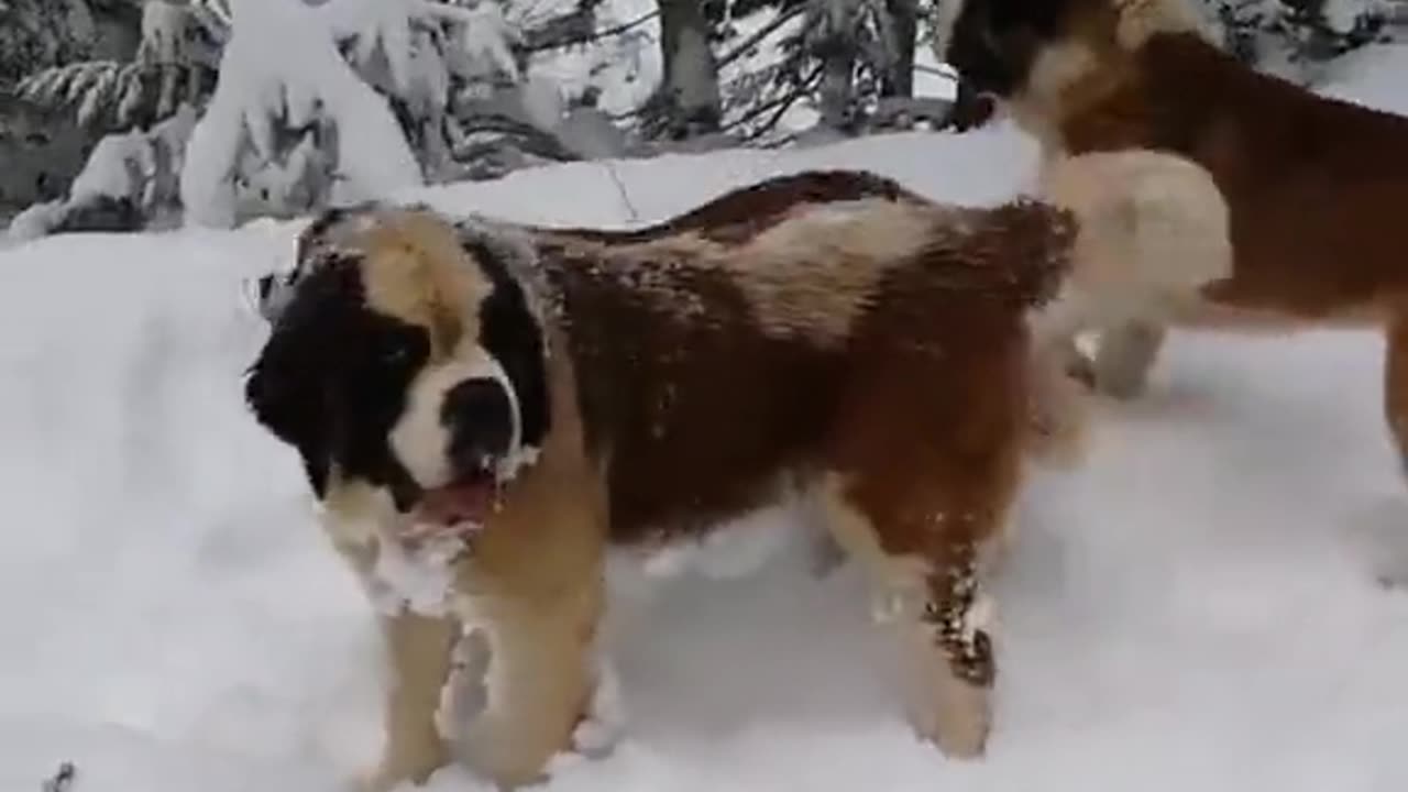 Dog Sound | Dog barking