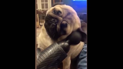 amazing and funny pet videos try not to laugh with these pet videos