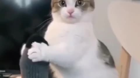 Cat funny video😂