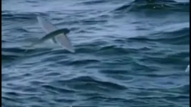 Natural fish video