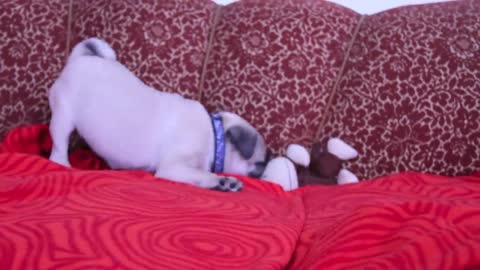 baby pug Carlos barking