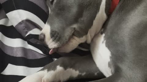 Puppy Drifts Off to Dreamland