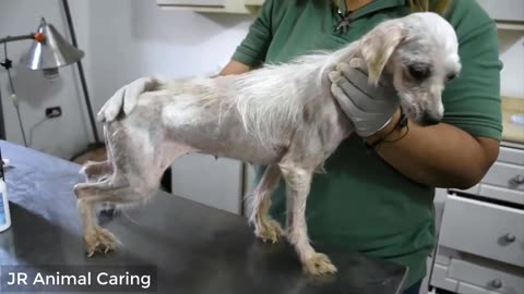 Amazing Transformation Sick Dog