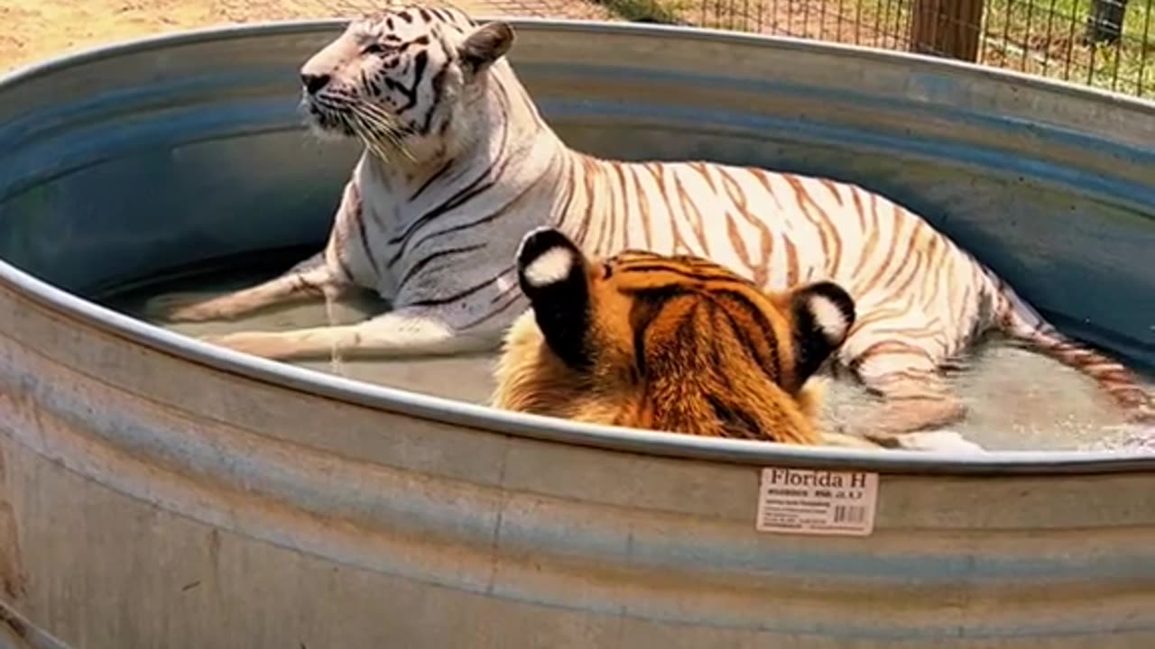 48_Tiger spa day with Zeus & Taima 🐯❤️