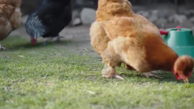 a Compilation of funny chicken video