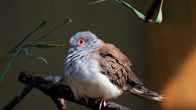 who knows this bird's name??