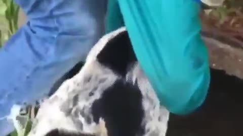 Scholars attempt to drown an innocent dog ‘for fun’