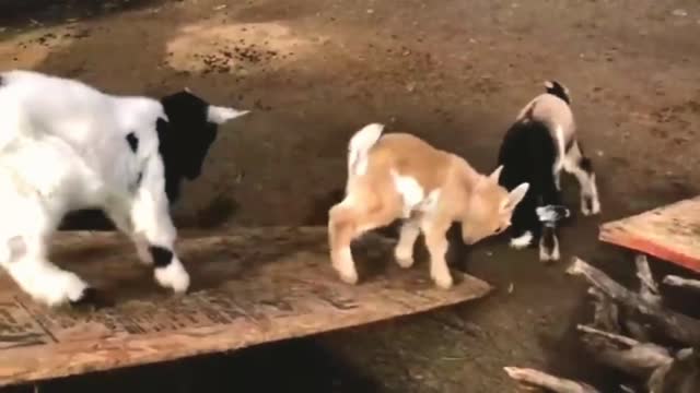 Funny behavior of baby goats butting each other while playing watch it now