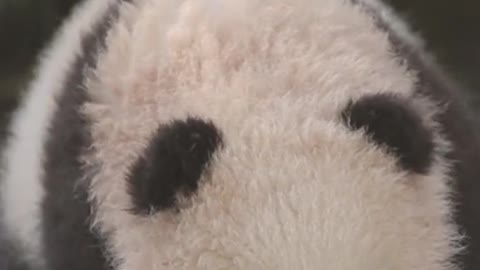 I'm cute Thanks # cute pet