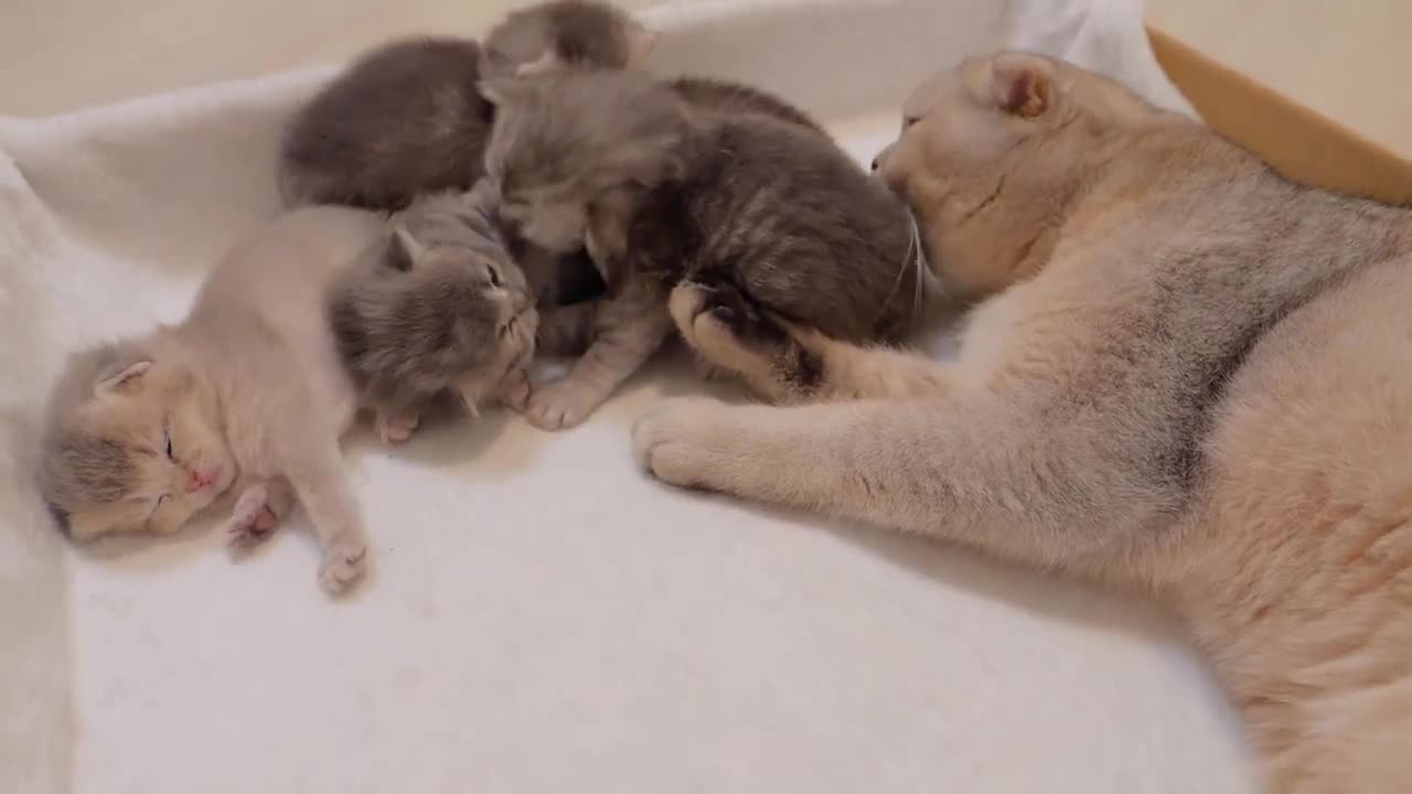 This is a big brother cat that can_t be helped because the brother and sister kittens are so cute(