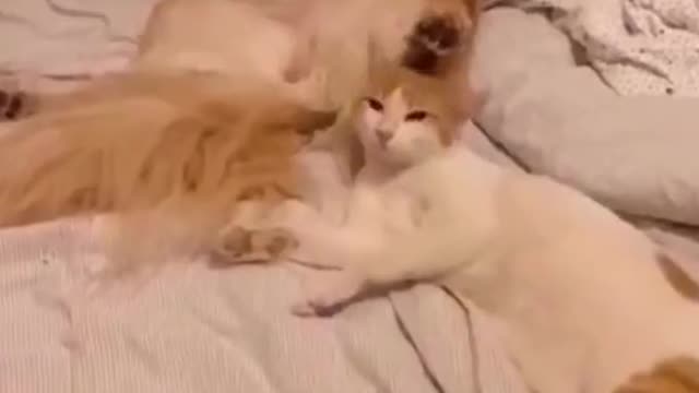 Funny cat video