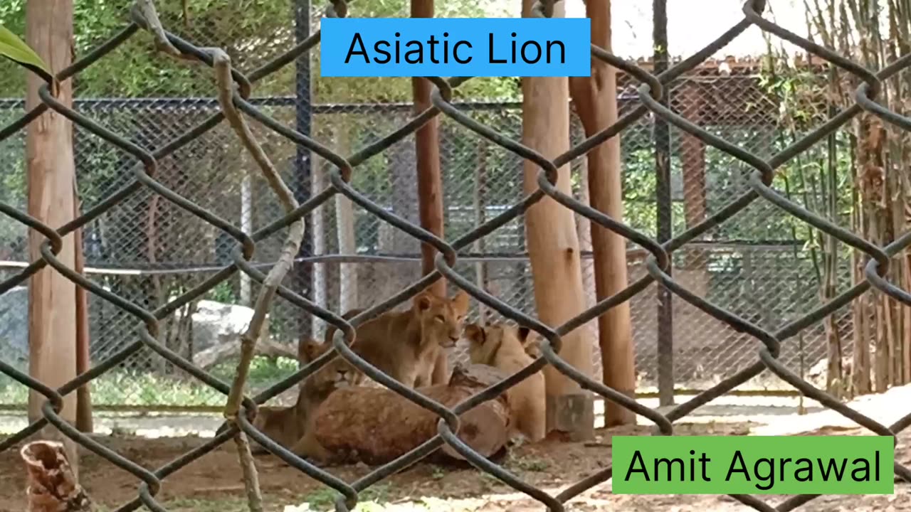 Mysuru Zoo