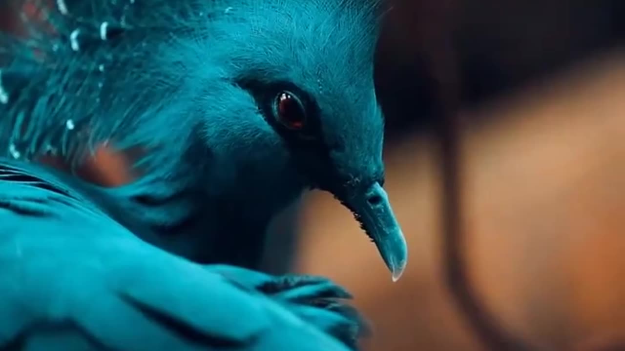 THE MAGNIFICENT VICTORIA CROWNED PIGEON