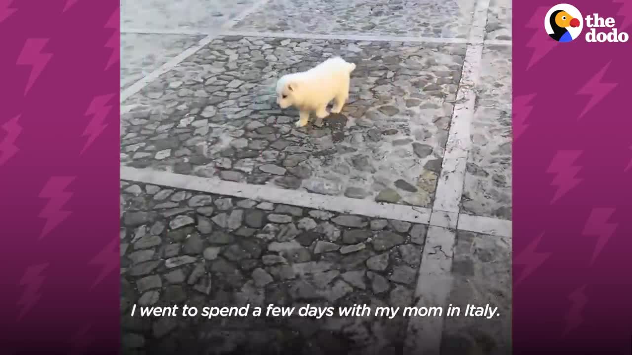 Woman Goes To Italy On Vacation And Comes Home With A Puppy | The Dodo Little But Fierce