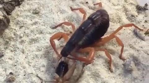 Scorpion Attack