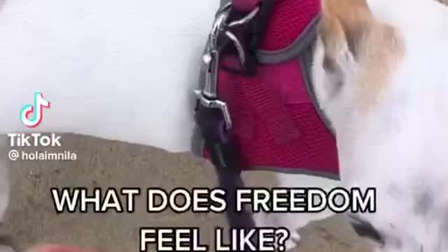 What does freedom feel like!
