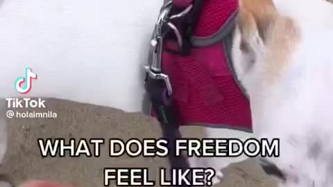What does freedom feel like!