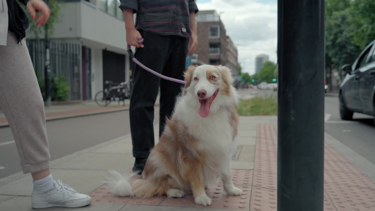 Happy dog.