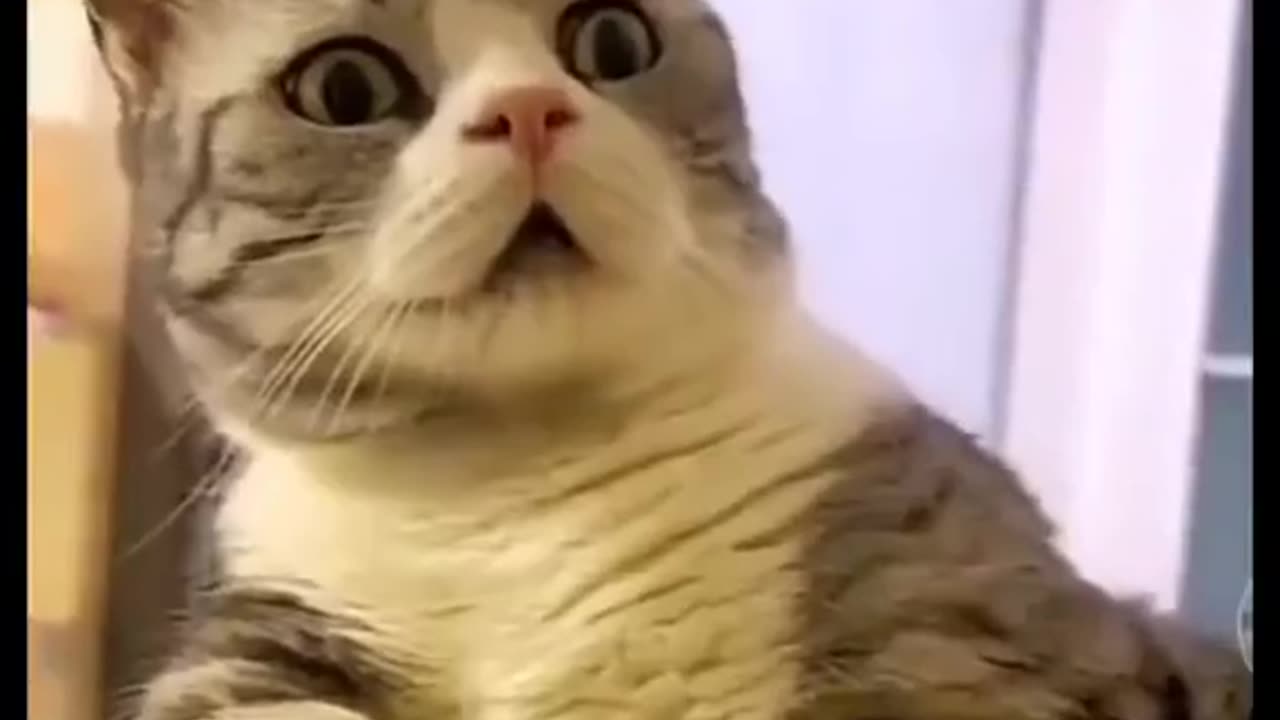 BEST FUNNY VIDEO OF CAT