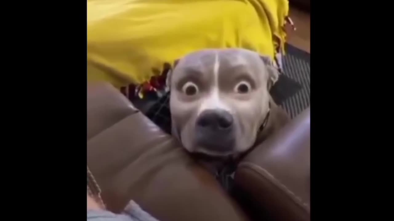 funny animal cute video you ever seen before!!!!!!!
