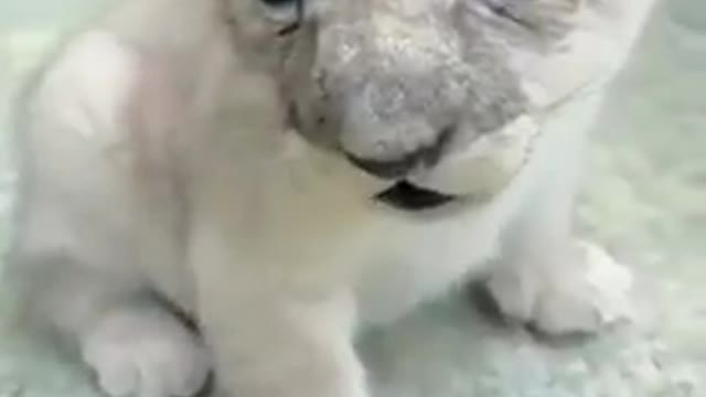 Baby Cats- Cute and Funny Cat Videos Compilation