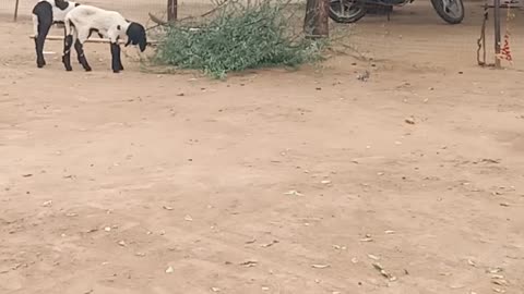 Rajasthan village life