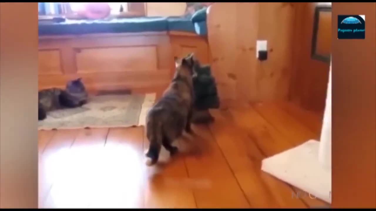 Funny Animals